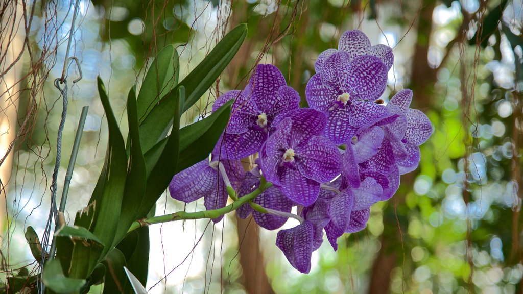 Jardín Botánico de los Estados Unidos ofreciendo flores salvajes