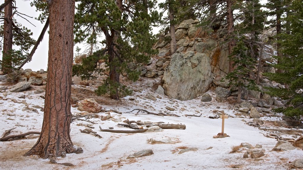 Parque estatal Mount San Jacinto que incluye nieve y bosques