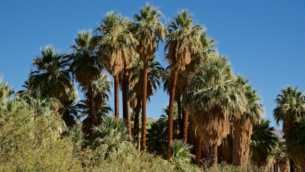 Indian Canyon toont vredige uitzichten en tropische uitzichten