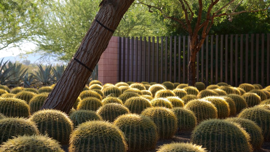 Sunnylands Center and Gardens featuring a garden