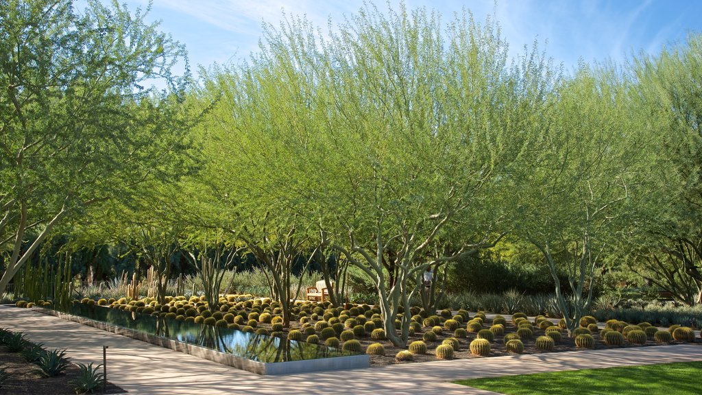 Sunnylands Center and Gardens mostrando um jardim