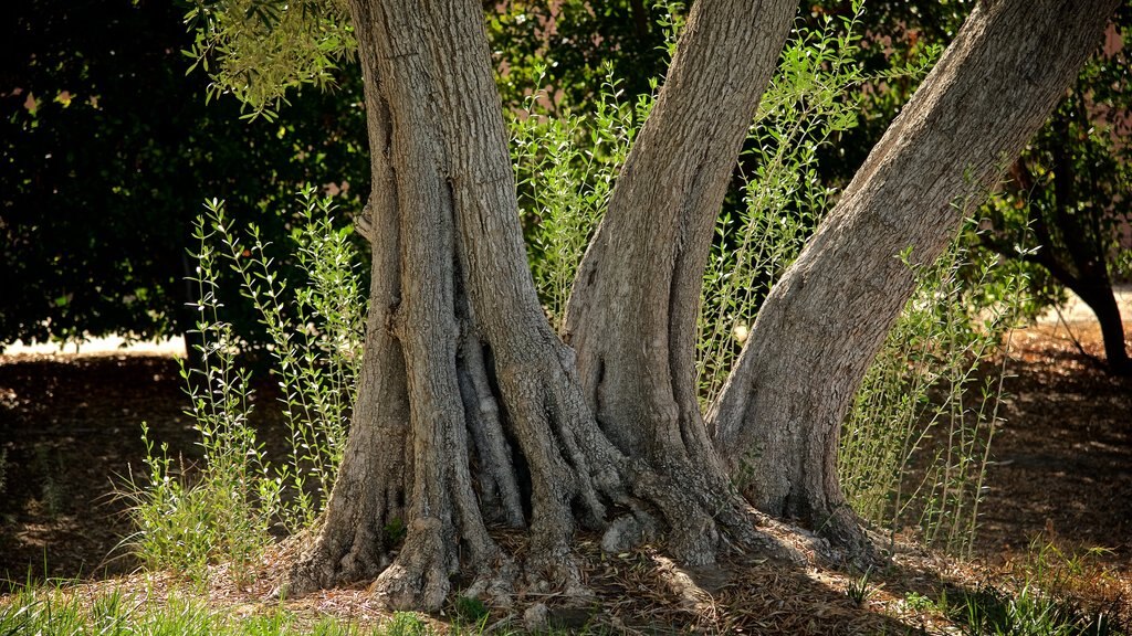 Centre et jardins de Sunnylands mettant en vedette jardin