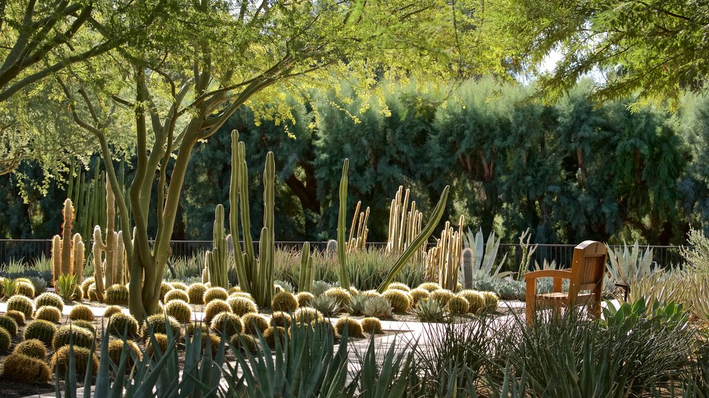 Sunnylands Center and Gardens showing a garden