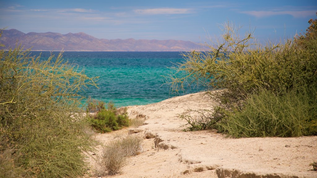 El Sargento showing a sandy beach and general coastal views