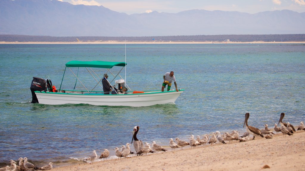 El Sargento mostrando una playa de arena, vida de las aves y vistas generales de la costa