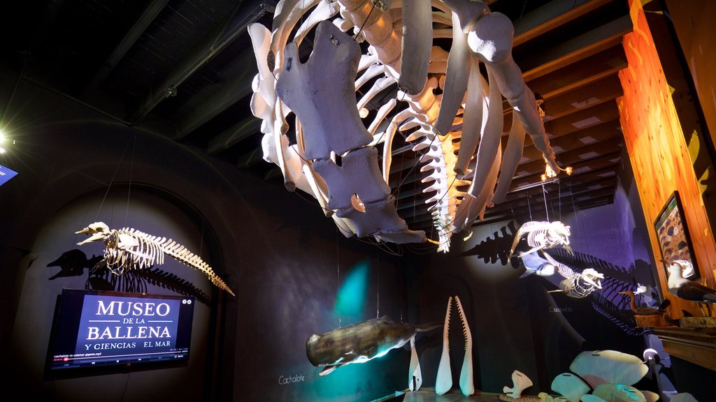 Whale Museum featuring interior views