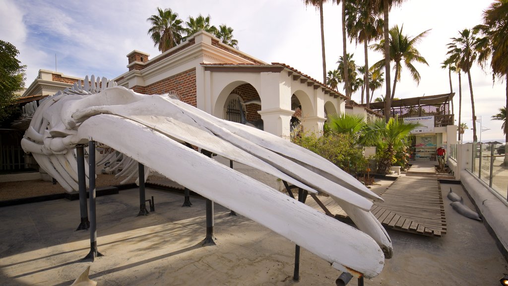 Musée de la Baleine