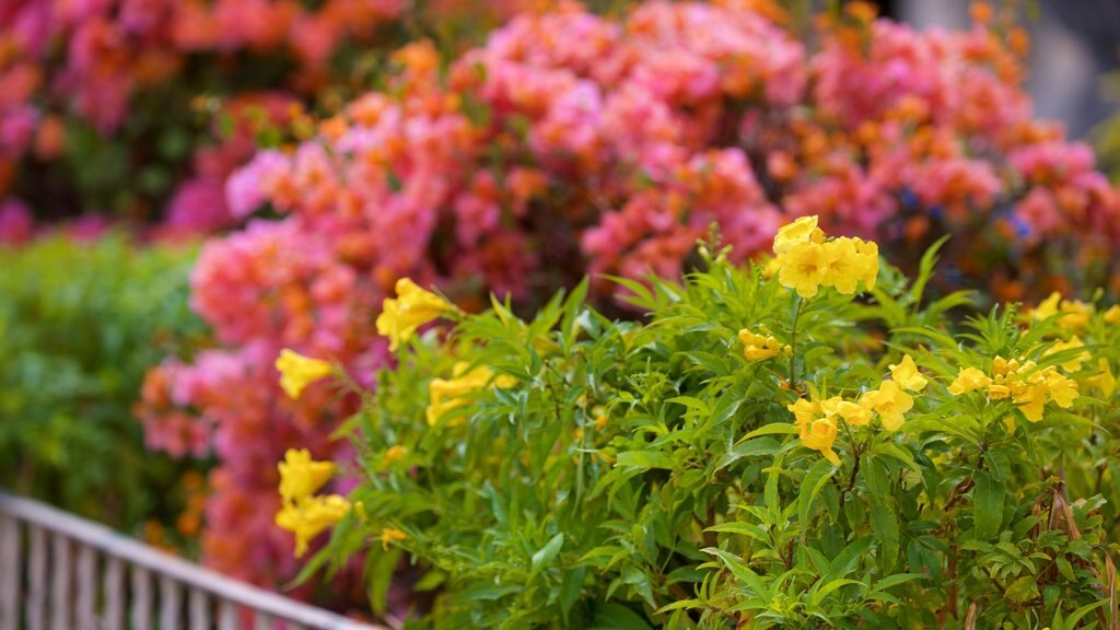 Plaza de la Constitución que inclui flores silvestres e um parque