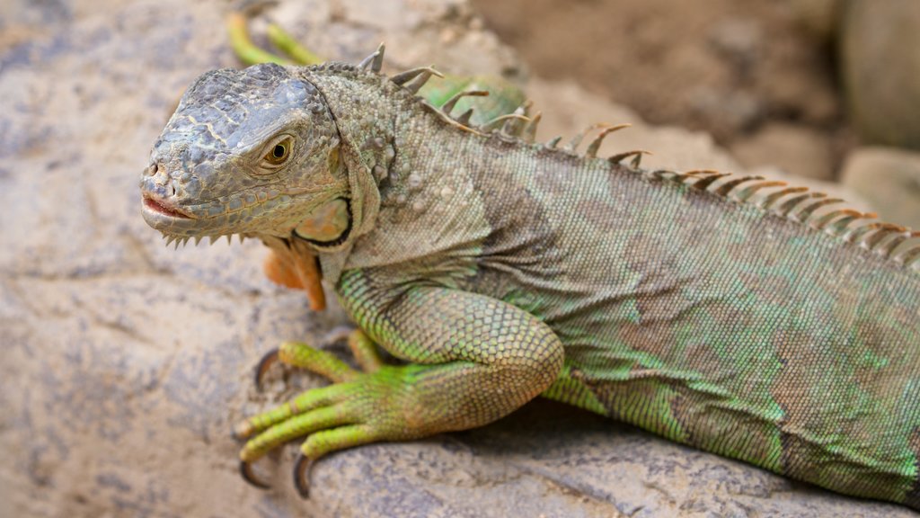 Serpentarium de la Paz mettant en vedette animaux et animaux du zoo