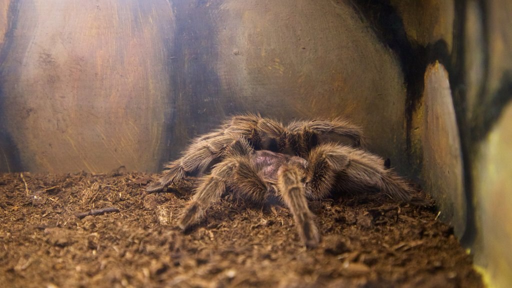 Serpentario de La Paz que incluye animales peligrosos y animales de zoológico