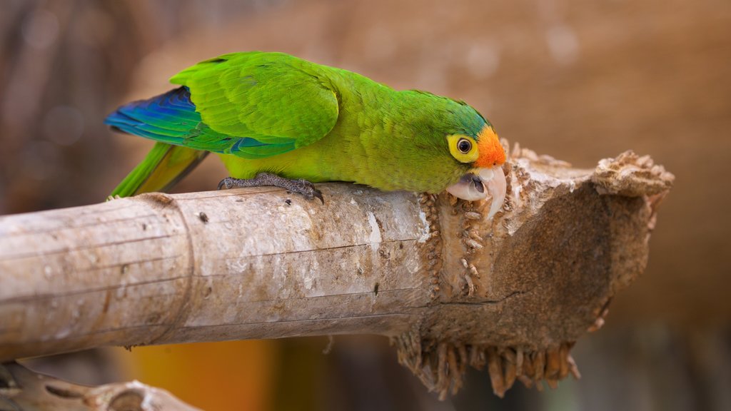 Serpentario de La Paz ofreciendo animales del zoológico y vida de las aves