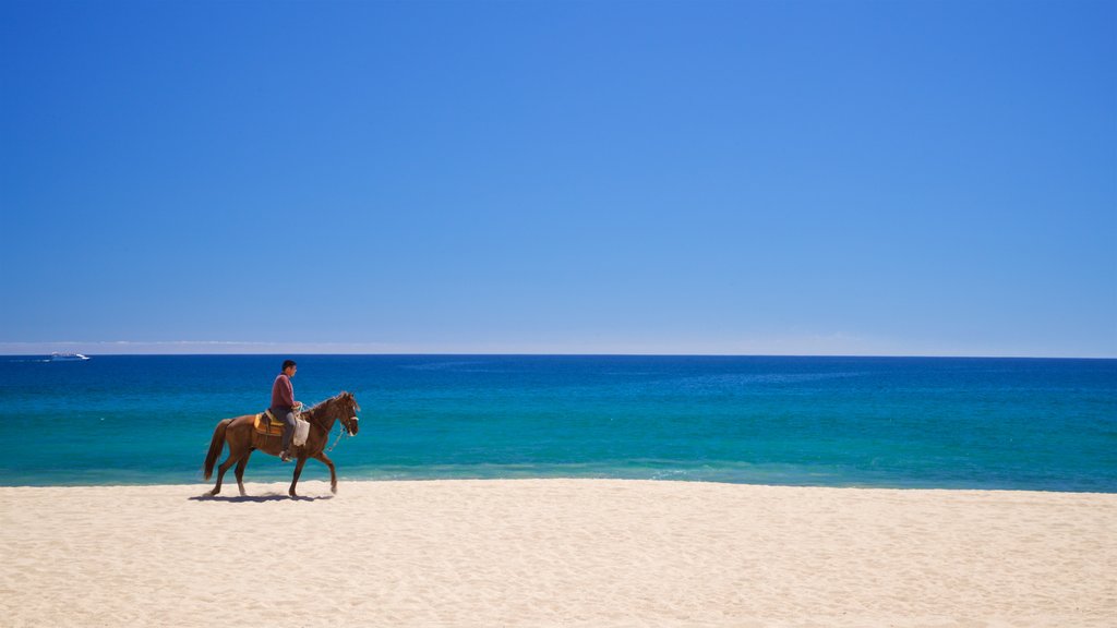 Playa Hotelera showing a sandy beach, general coastal views and land animals