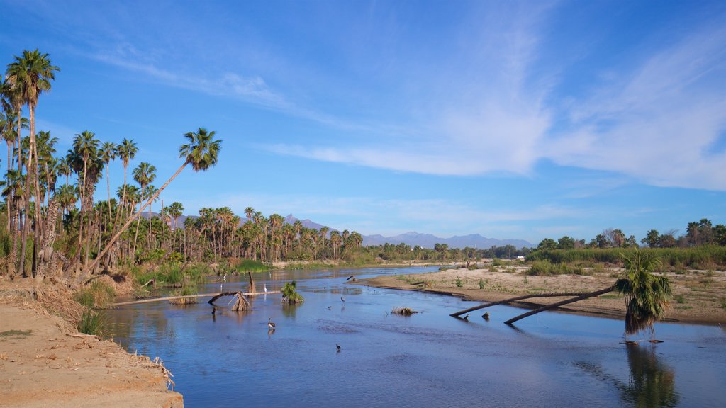 San Jose\'s Estuary and Bird Sanctuary ofreciendo pantano, un río o arroyo y vista panorámica