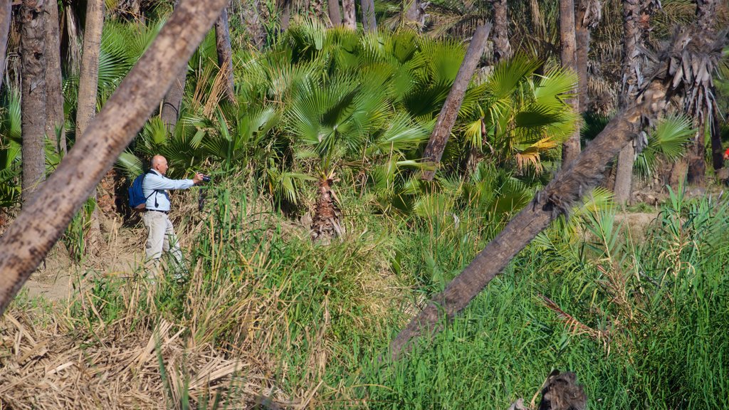 San Jose\'s Estuary and Bird Sanctuary ofreciendo bosques y también un hombre