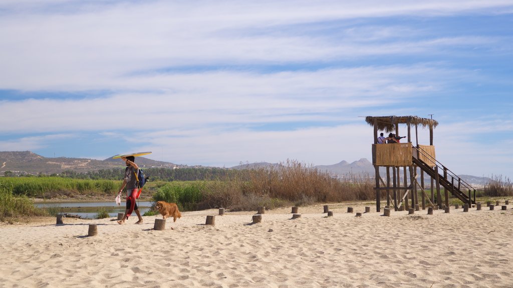 San Jose\'s Estuary and Bird Sanctuary mostrando uma praia de areia e paisagens litorâneas assim como um homem sozinho