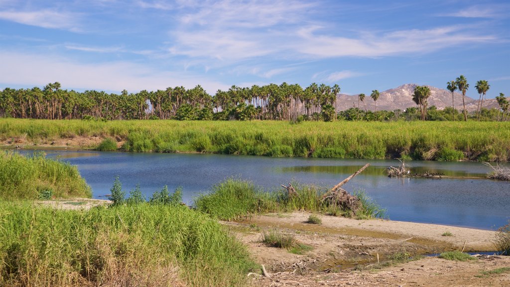 San Jose\'s Estuary and Bird Sanctuary which includes a river or creek and wetlands