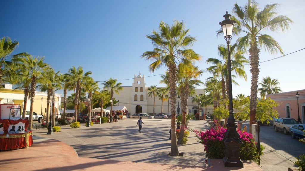 Todos Santos Plaza featuring wild flowers