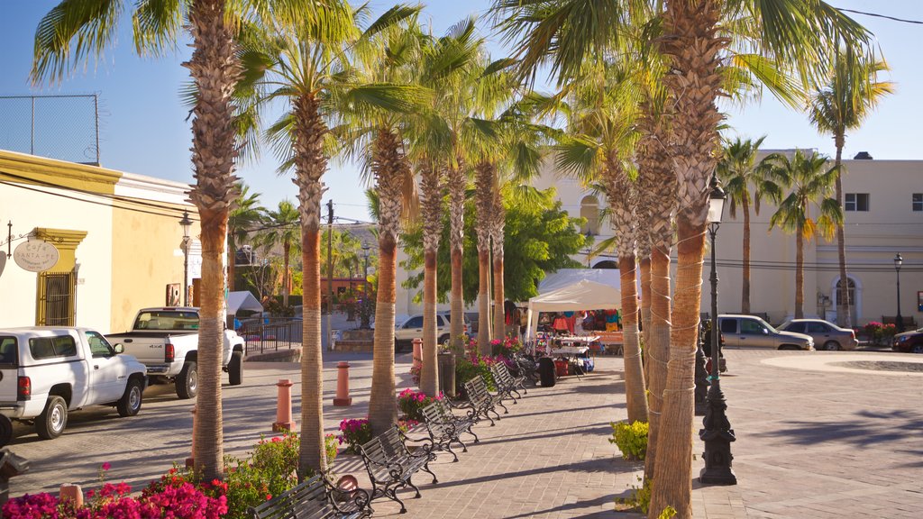 Todos Santos Plaza which includes a garden and wildflowers