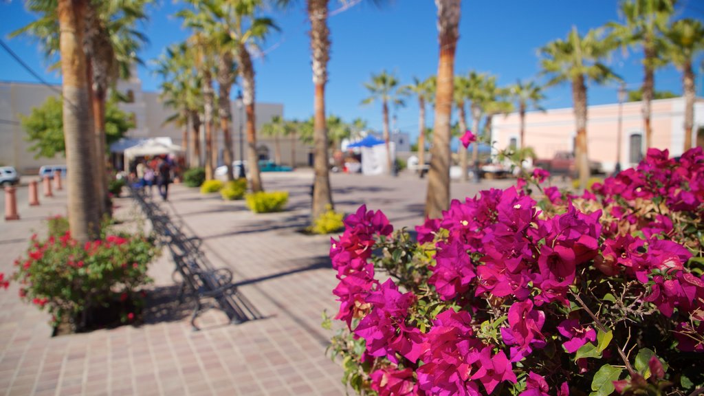 Todos Santos Plaza which includes wild flowers