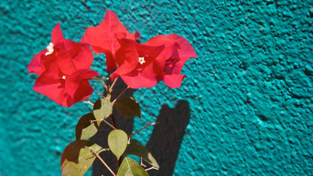 Logan Gallery showing wild flowers