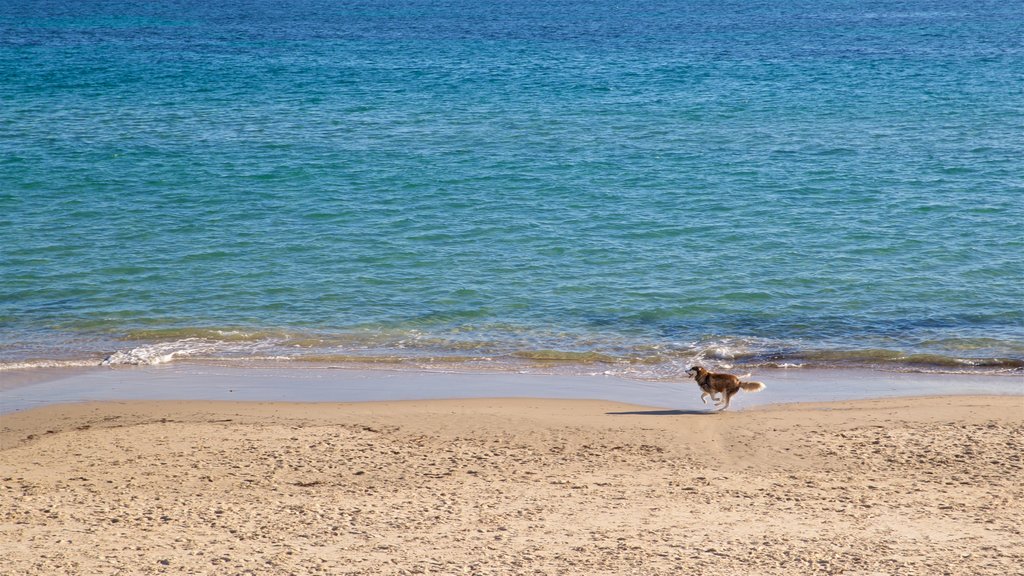 Brighton Beach which includes general coastal views, a sandy beach and cuddly or friendly animals