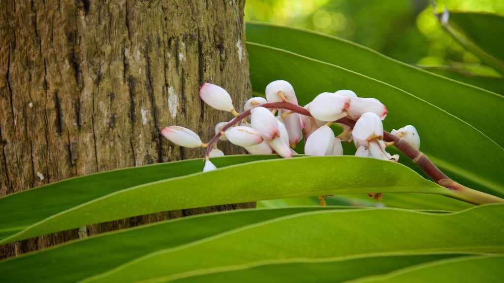 Botanische tuin McKee bevat wilde bloemen