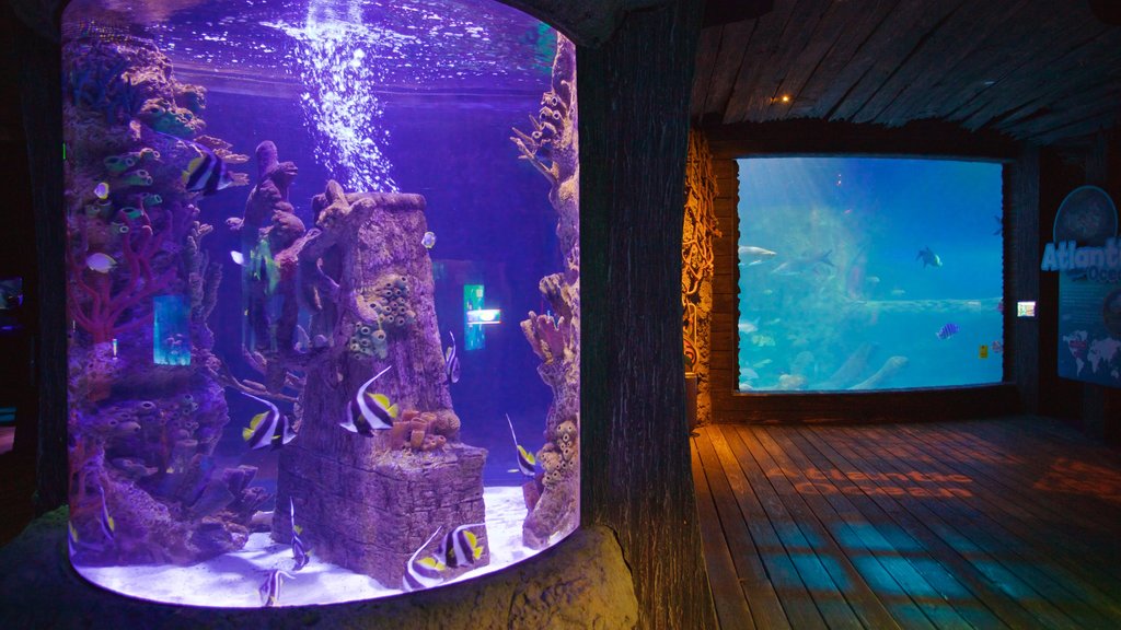 シー ライフ オーランド水族館 どの含み 屋内の眺め と 海洋生物