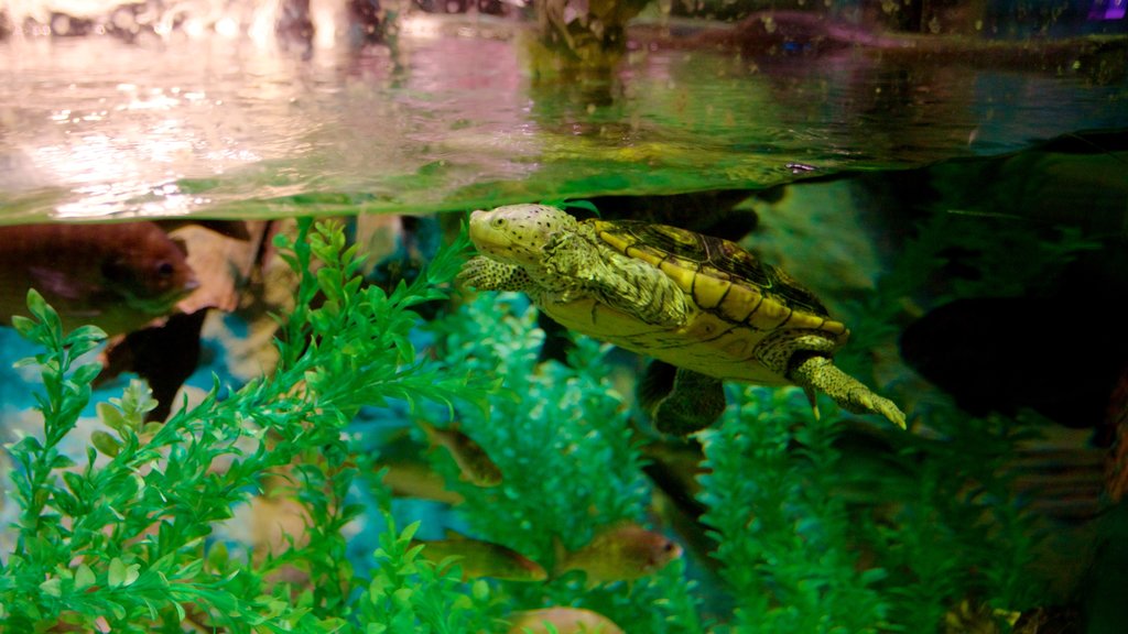 Acuario SEA LIFE de Orlando ofreciendo vida marina