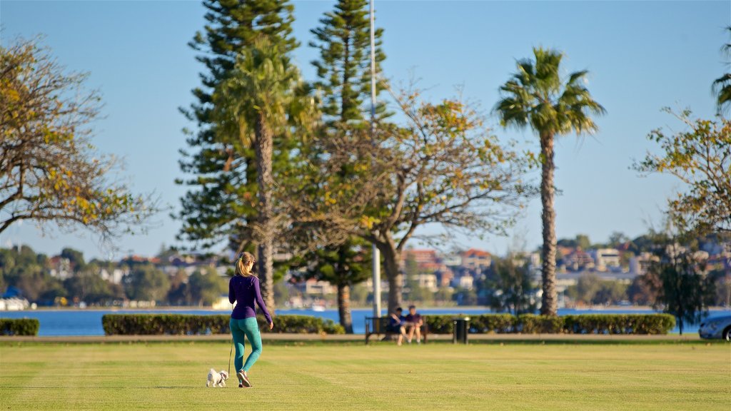 Langley Park mostrando um parque e animais fofos ou amigáveis assim como uma mulher sozinha