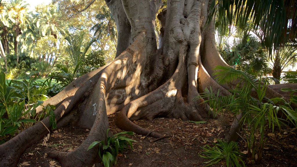 Supreme Court Gardens toont een park