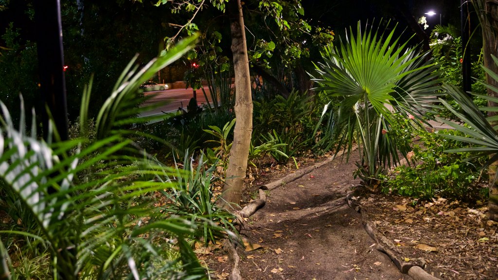 Supreme Court Gardens featuring night scenes and a garden