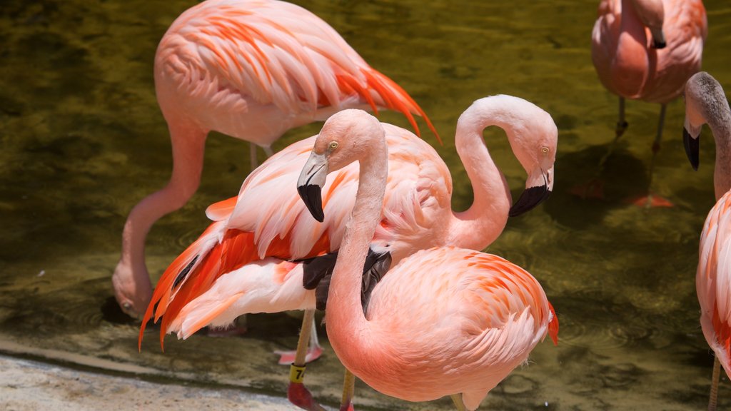 Sunken Gardens showing bird life