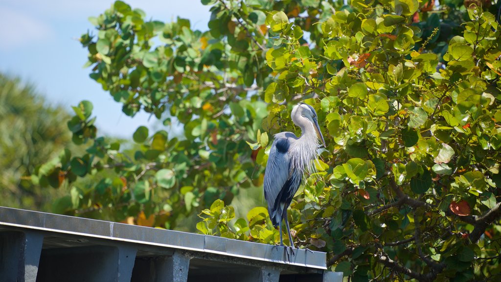 Pioneer Park showing bird life