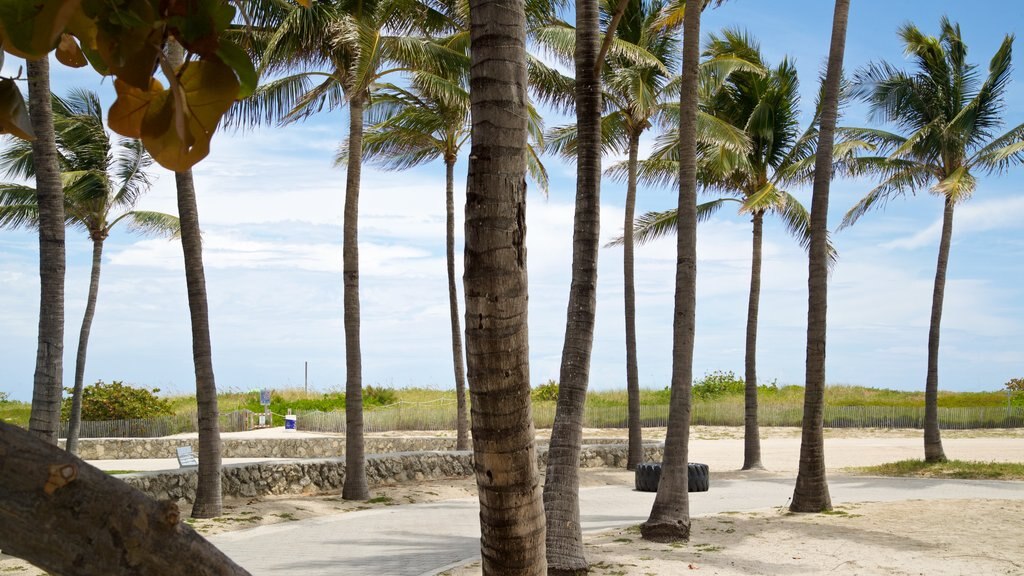 Lummus Park Beach que inclui uma praia de areia e cenas tropicais