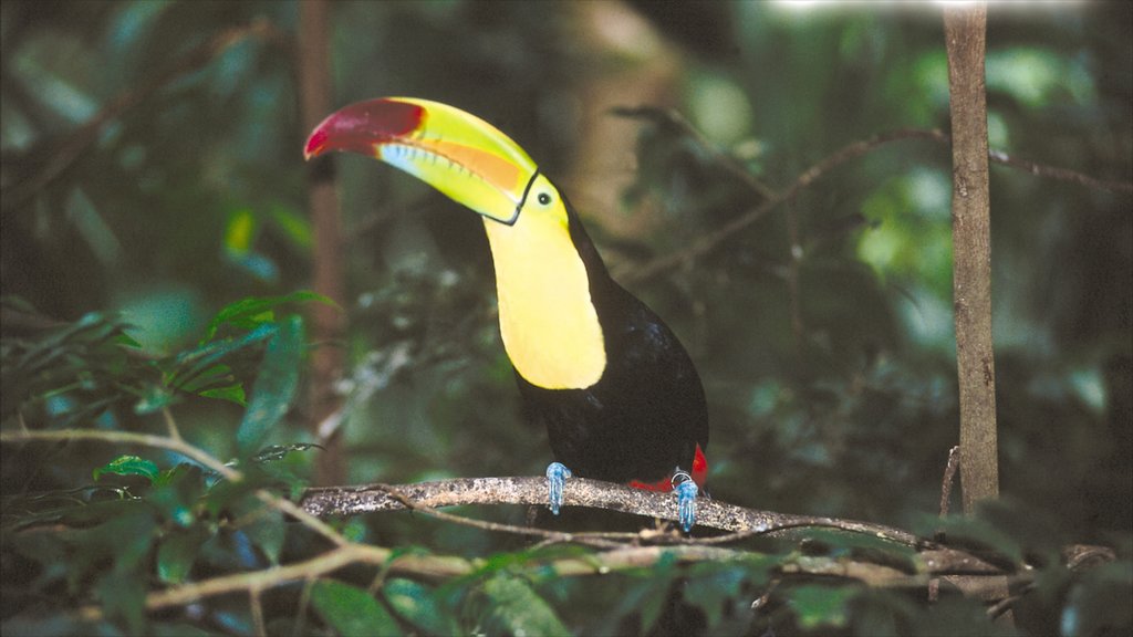 Crococun Zoo featuring bird life and zoo animals