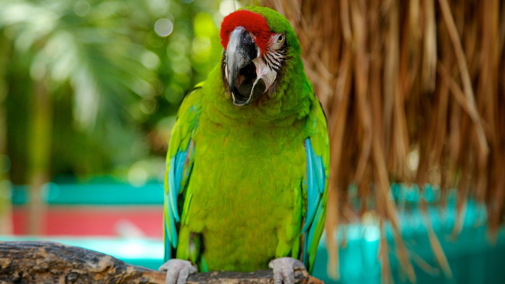 Zoológico Crococun caracterizando animais de zoológico e vida das aves