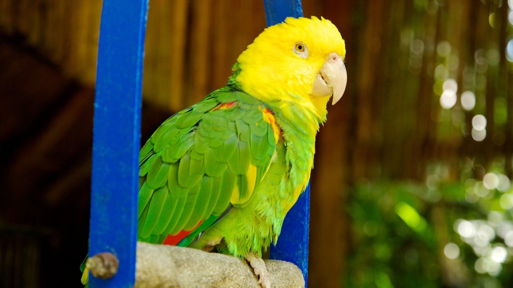 Zoológico Crococun mostrando vida das aves e animais de zoológico