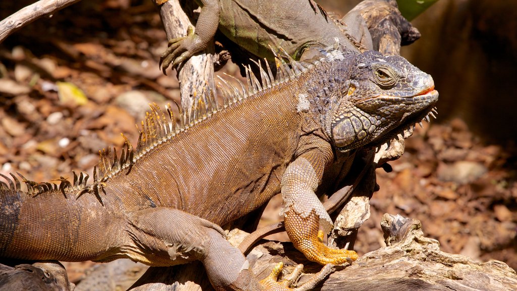 Zoológico Crococun que inclui animais de zoológico e animais