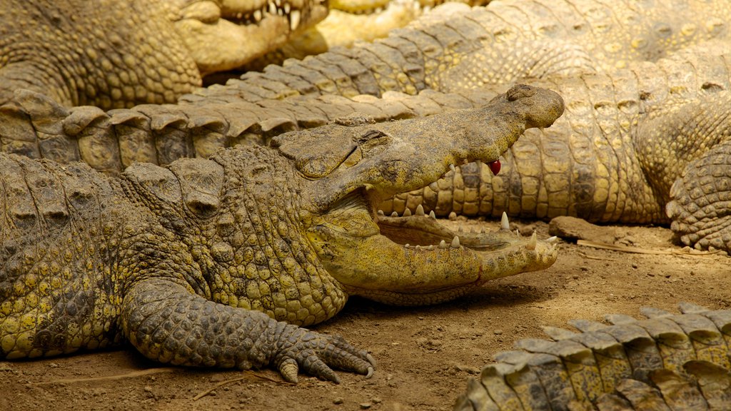 Crococun Zoo showing zoo animals and dangerous animals