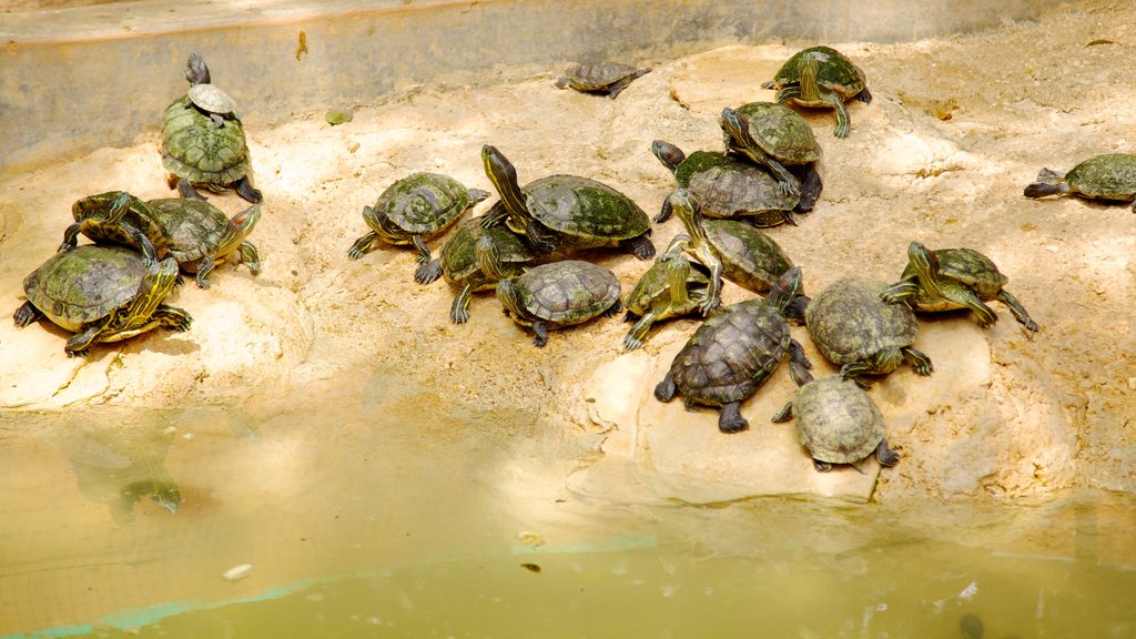 Dierentuin Crococun toont dierentuindieren