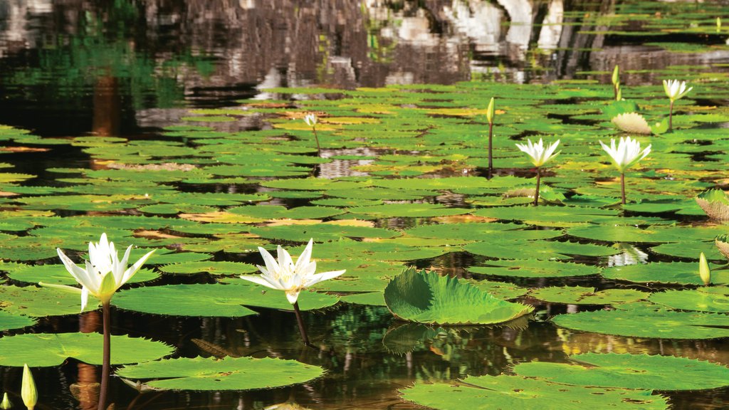 Puerto Morelos ofreciendo flores