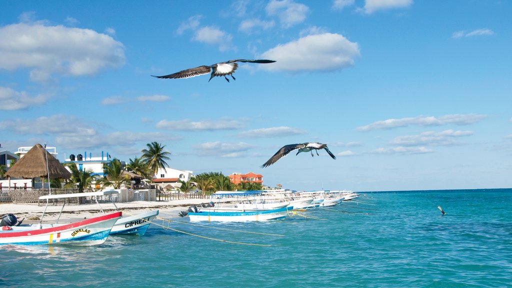 Puerto Morelos showing tropical scenes, boating and general coastal views