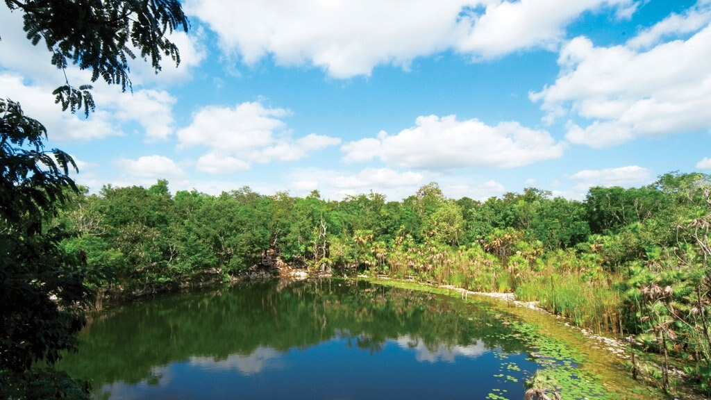 Puerto Morelos showing landscape views and forests