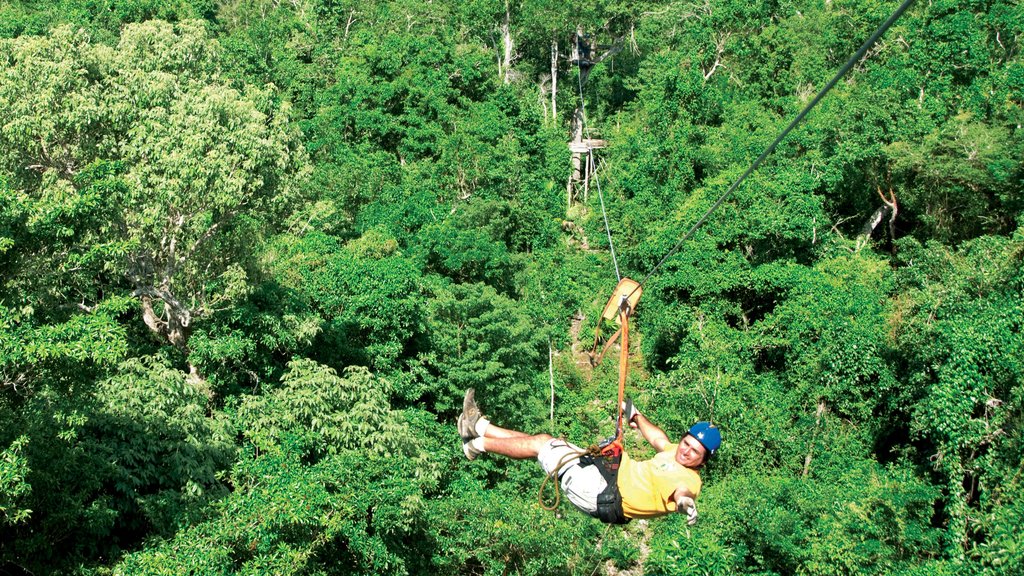 Puerto Morelos mostrando imágenes de bosques y tirolesa y también un hombre