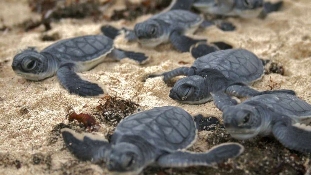 Cozumel toont zeedieren