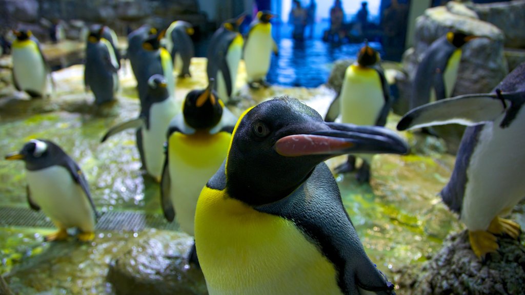 Moody Gardens og byder på dyr fra zoologisk have og livet i havet