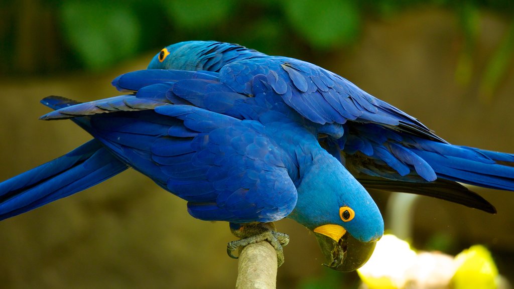 Moody Gardens showing bird life and zoo animals