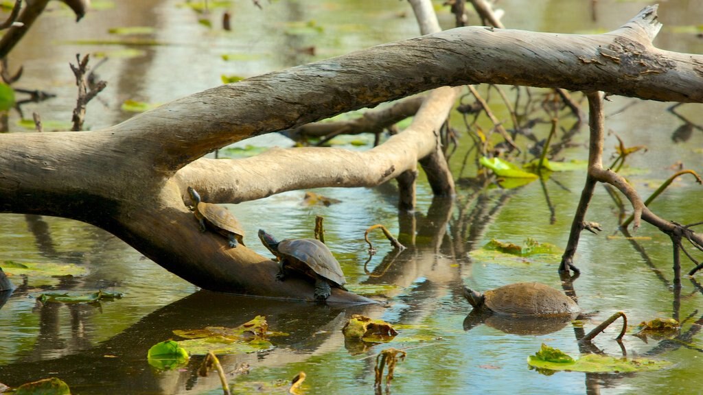 Houston Arboretum and Nature Center mostrando vida marinha