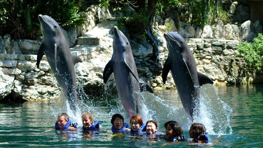 Xcaret Eco Theme Park showing marine life, a water park and rides