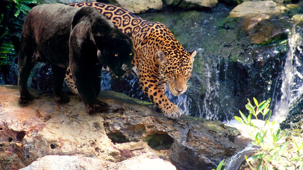 Parque Temático Ecológico Xcaret que inclui animais terrestres, animais de zoológico e animais perigosos